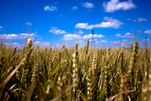 <p>field</p>