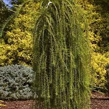 Larix decidua 'Puli'
