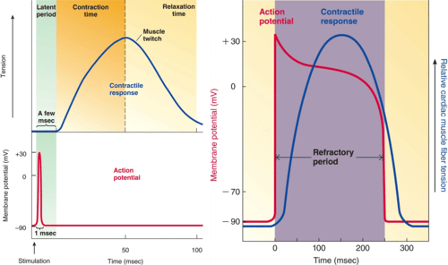 <p><strong>It is almost as long as the corresponding contraction</strong></p><p>The Refractory period of the AP lasts almost to the end of the contraction that corresponds to the single excitation</p>