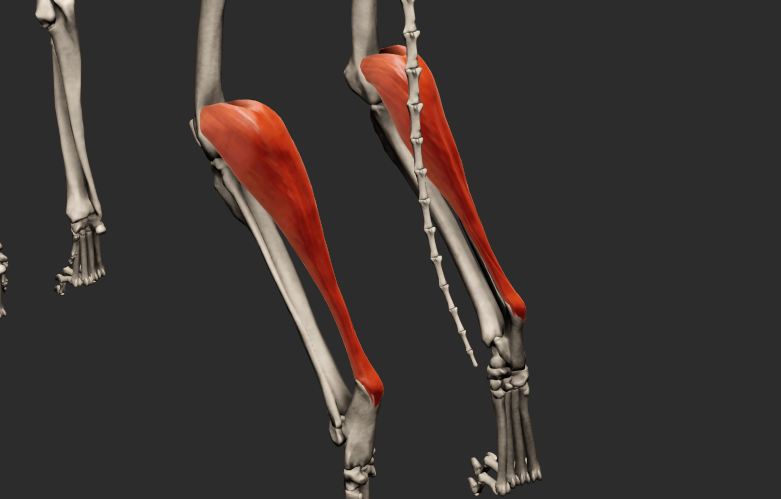 <p>odstup: </p><p>caput laterale – tuberositas supracondylaris lateralis femoris, caput mediale – tuberositas supracondylaris medialis femoris</p><p>úpon: tuber calcanei</p><p>funkce: flexe v articulatio genus, extense v articulationes tarsi</p>