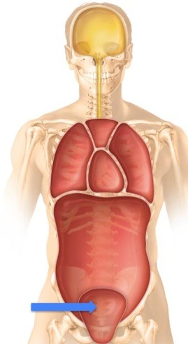<p>Label the cavity in which the arrow is pointing.</p>