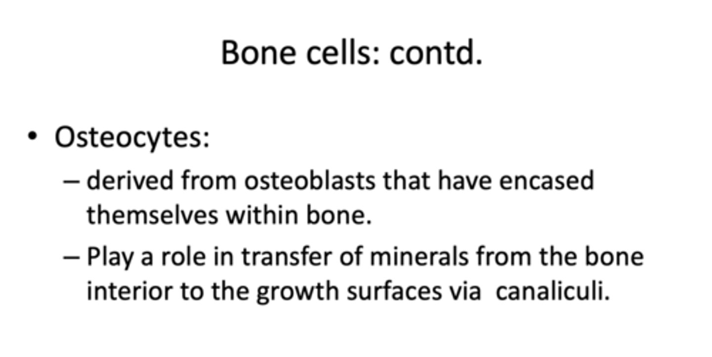 <p>osteocytes</p>