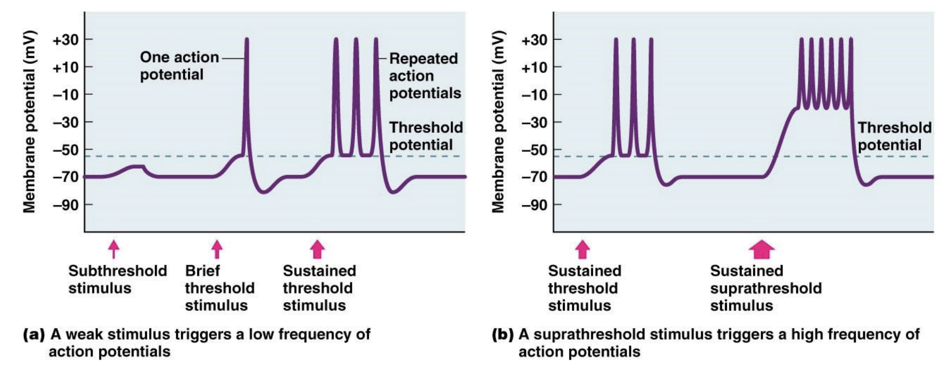 <p>AP frequency</p>