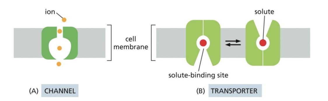 <p>Channel</p><ul><li><p><span style="color: yellow;">selective: size and charge of solute matching</span></p></li><li><p>passive transport</p></li><li><p><strong><em><u>no</u></em></strong> conformational changes through <em><u>open</u></em> channel</p></li></ul><p>Transporter</p><ul><li><p><span style="color: yellow;">selective: solute fits into binding site</span></p></li><li><p>passive or active transport</p></li><li><p>conformational changes for transport</p></li></ul><p></p>