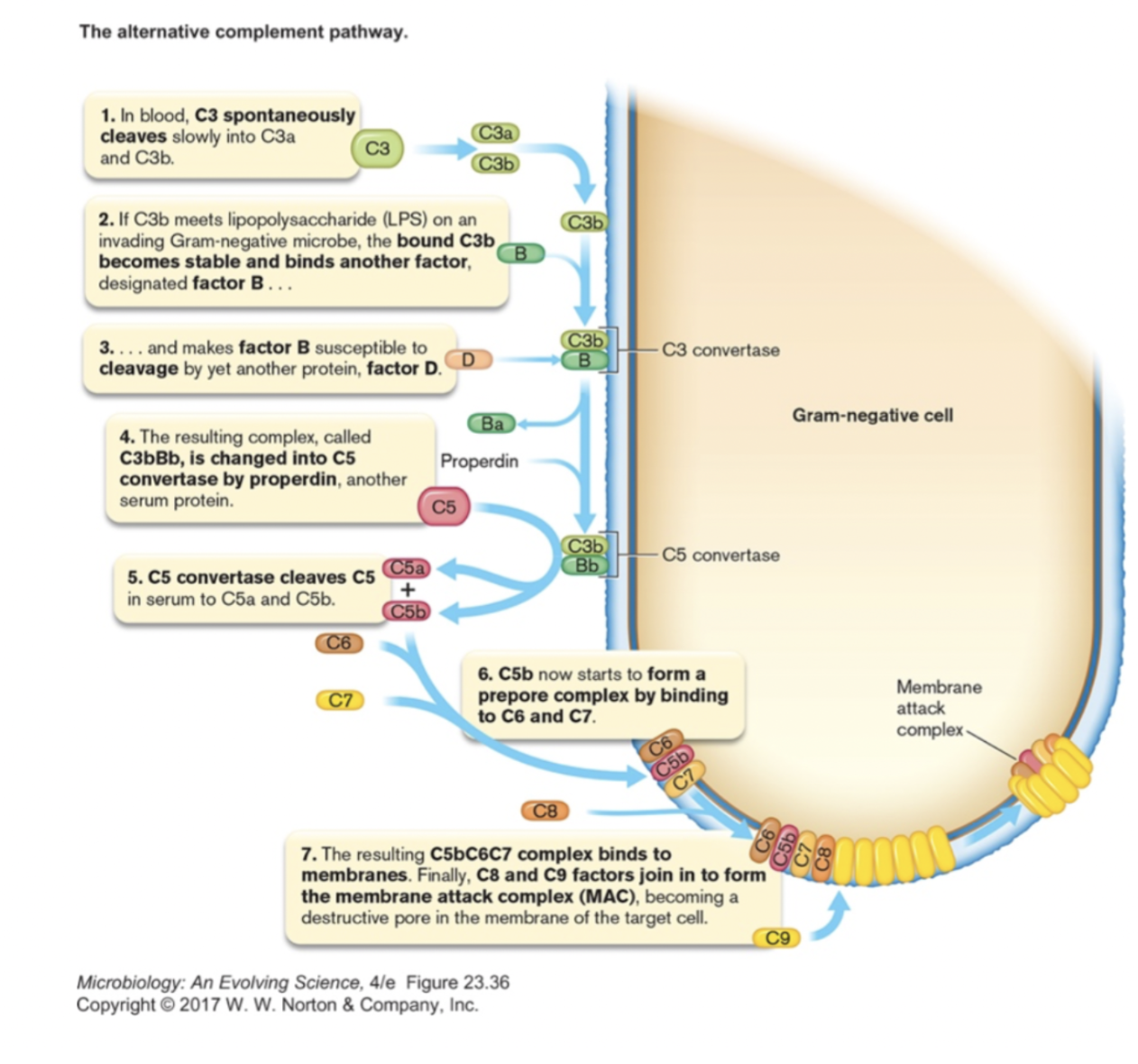 <p><strong>Complement system:</strong><br><span>_____ proteins that can work with or independent of ______ to kill bacteria (cytoplasm leaks out and proton gradient cannot be maintained)</span></p><p><span>______ of protein interactions leads to </span><strong><span>pores</span></strong><span> forming </span><strong><span>in bacterial membrane</span></strong></p><p><span>Presence of bacteria converts these proteins into their _____ form (exist in blood as _____)</span></p><p><span>Activated by binding to bacterial cells (LPS) directly or by antibodies sticking to complement cells </span></p>