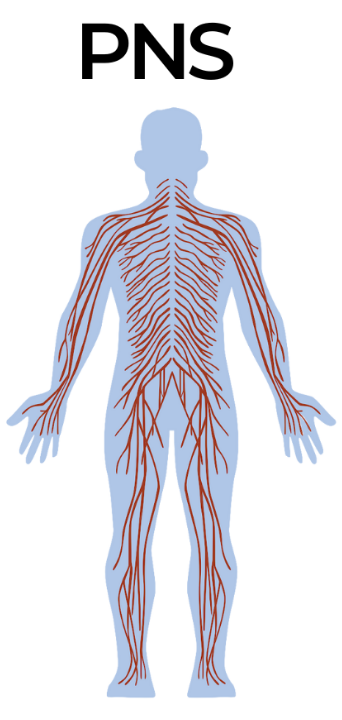 sensory + motor neurons that connect CNS to rest of body (nerves), responsible for gathering info + transmitting CNS decisions to body parts (86)