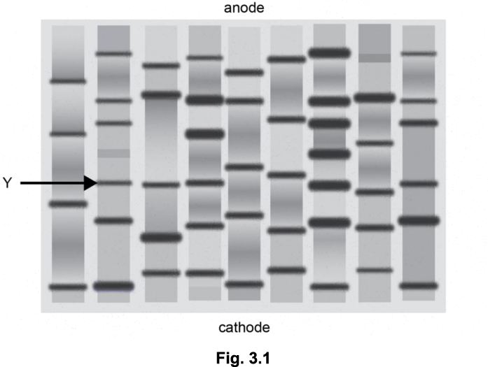 <p>(i) Describe how DNA can be visualised after electrophoresis has been completed. (2)</p><p></p><p>(ii) Place a cross (X) on Fig. 3.1 to indicate the position of a fragment of DNA with a mass greater than the DNA band labelled Y.</p>