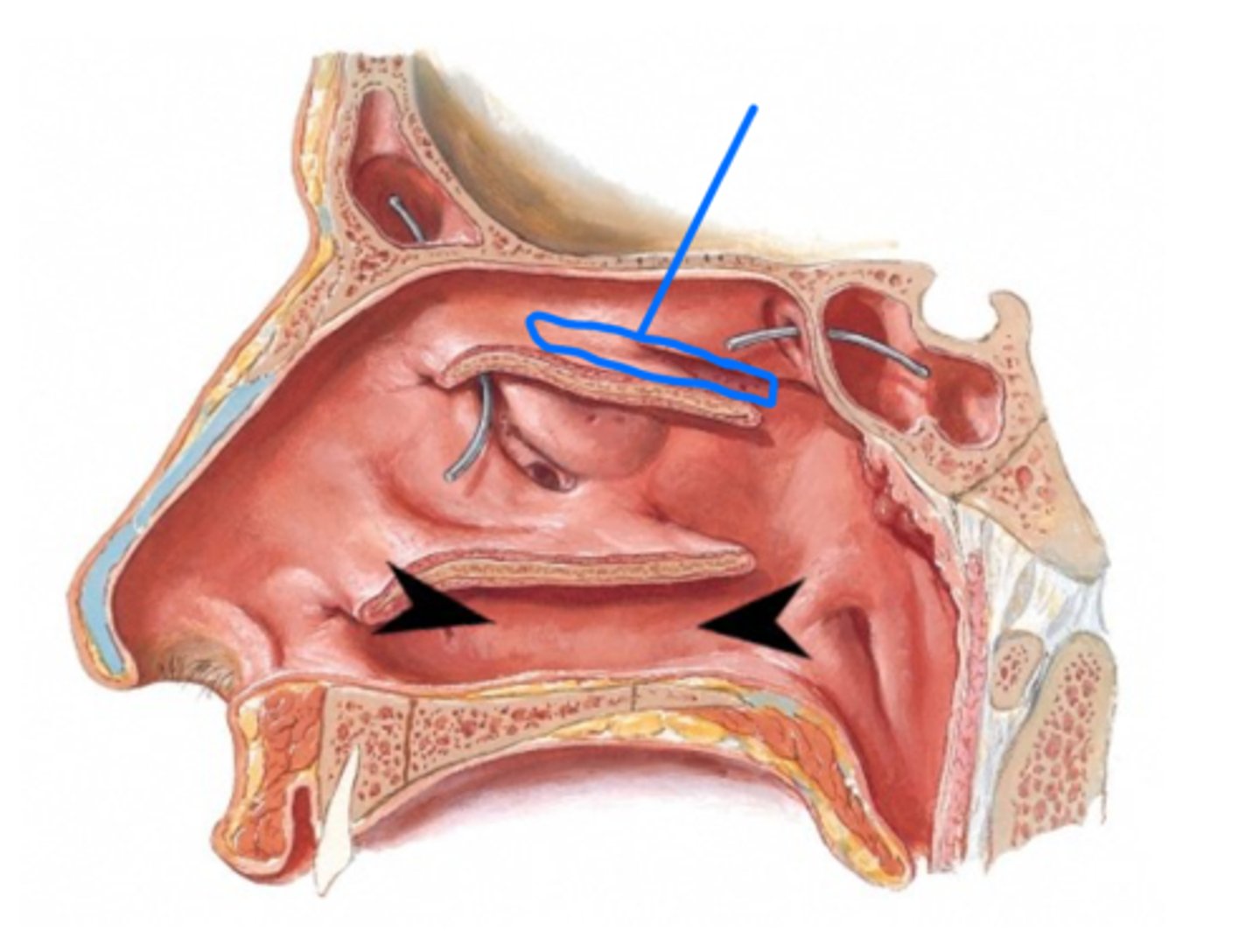 <p>The indicated blue area is the?</p>