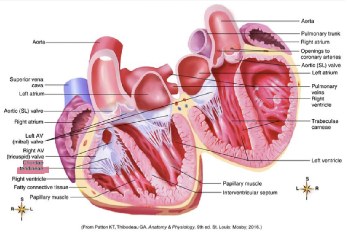 <p>• layers</p><p>• chambers</p><p>• valves</p><p>• blood vessels</p>