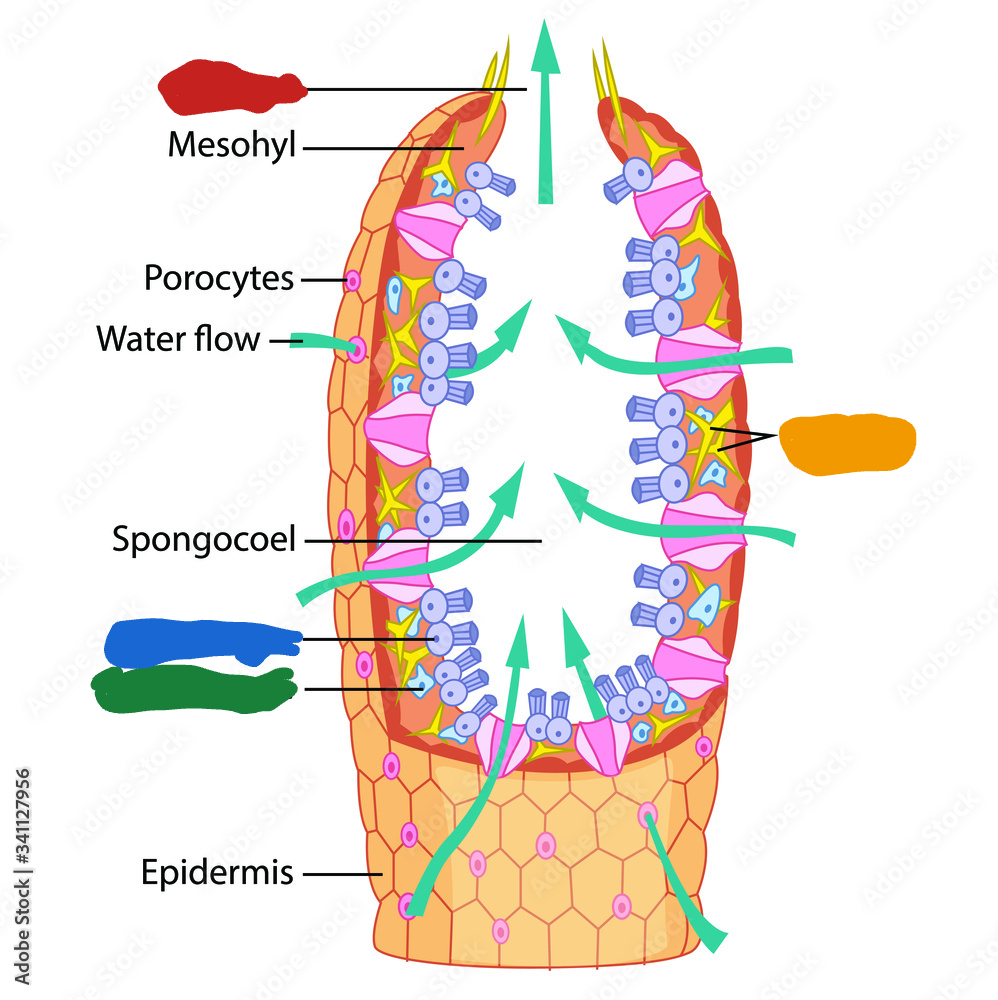 <p>What is the red label of this sponge diagram?</p>