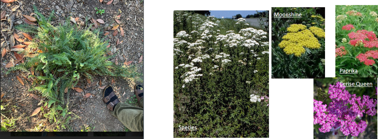 -stringy, unique foliage