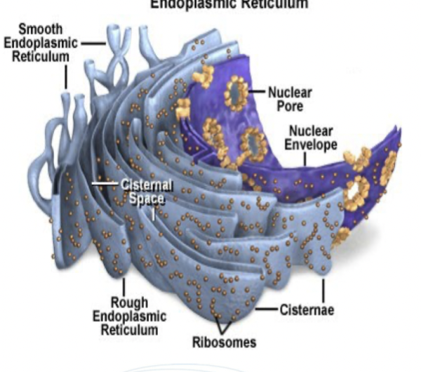 <p><strong>Rough</strong>: Här finns ribosomer, det sker <em>proteinsyntes</em> och <em>glykosylering</em> av proteiner. </p><p><strong>Smooth</strong>: Utan ribosomer, det sker <em>paketering</em> av proteiner, <em>lipidsyntes</em>, <em>kolhydratsmetabolism</em> och en <em>kalciumdepå</em> finns. </p>