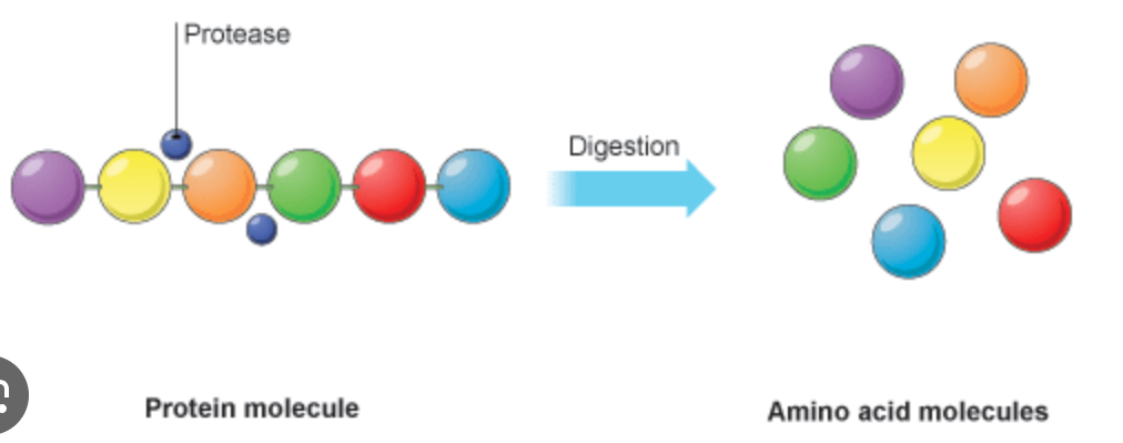 <p>broken down into amino acids during digestion</p>