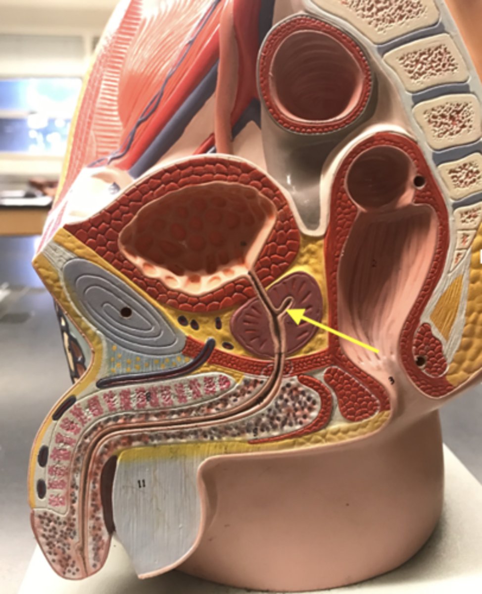 <p>Name this passageway</p>