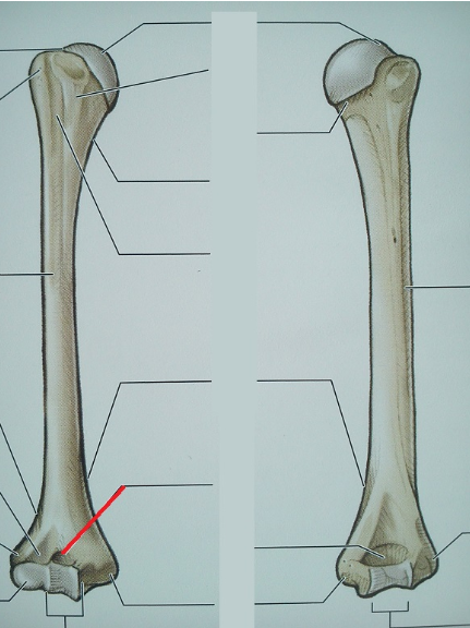 <p><span>Identify the indentation at end of red line.&nbsp;&nbsp;</span></p>