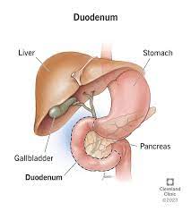 <p>What is the structure and the function of the Duodenum?</p>