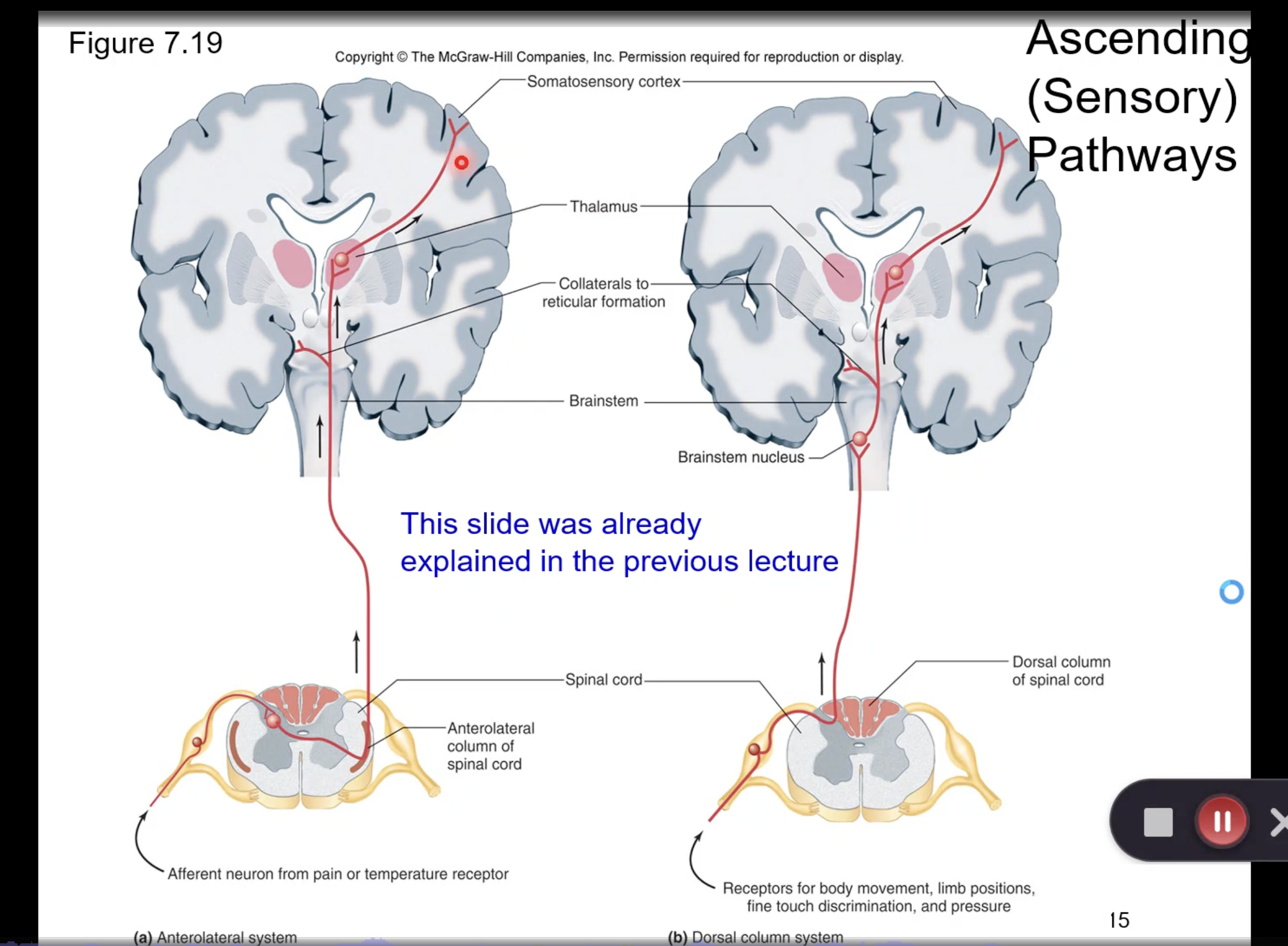 <p>map of spine/regions that control parts of body</p>