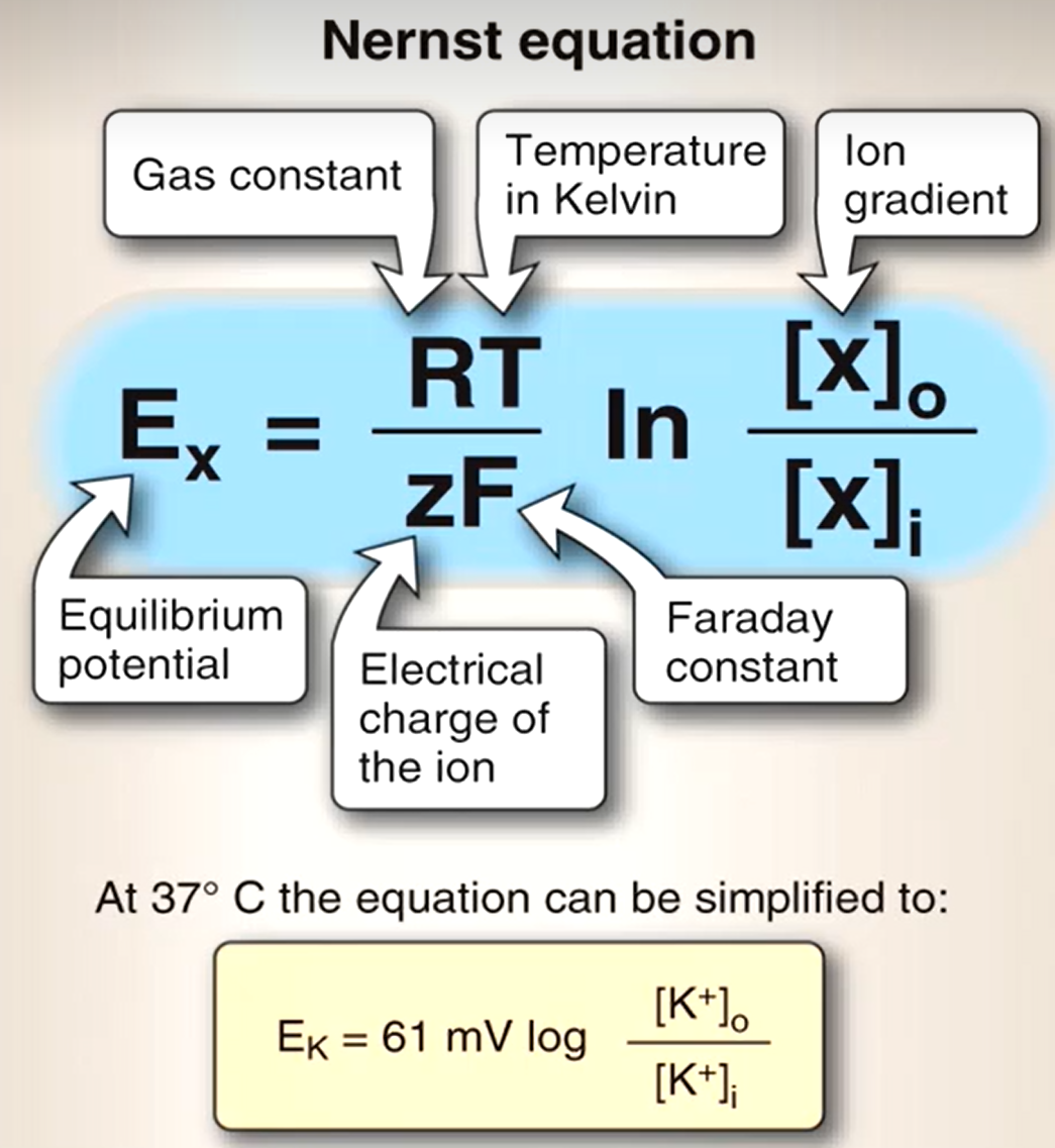 <p>61mV/valence * log ( [ion outside]/[ion inside] )</p><p>Used to calculate equilibrium potential of <strong>one membrane permeable ion</strong></p>