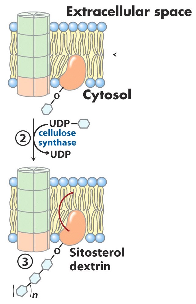 <ul><li><p>glucose </p></li><li><p>oncoming UDP-glucose </p></li></ul><p></p>