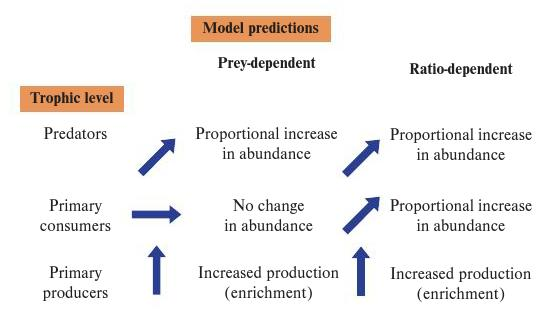 <p>Which of the following statements is true regarding the models displayed in the figure? Experimental and observational studies indicate <em>blank​</em>.</p><p>both models are equally supported</p><p>greater support for the ratio-dependent model</p><p>both models need to be rejected</p><p>greater support of the prey-dependent model</p>