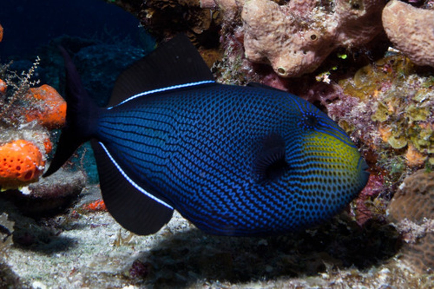 knowt flashcard image