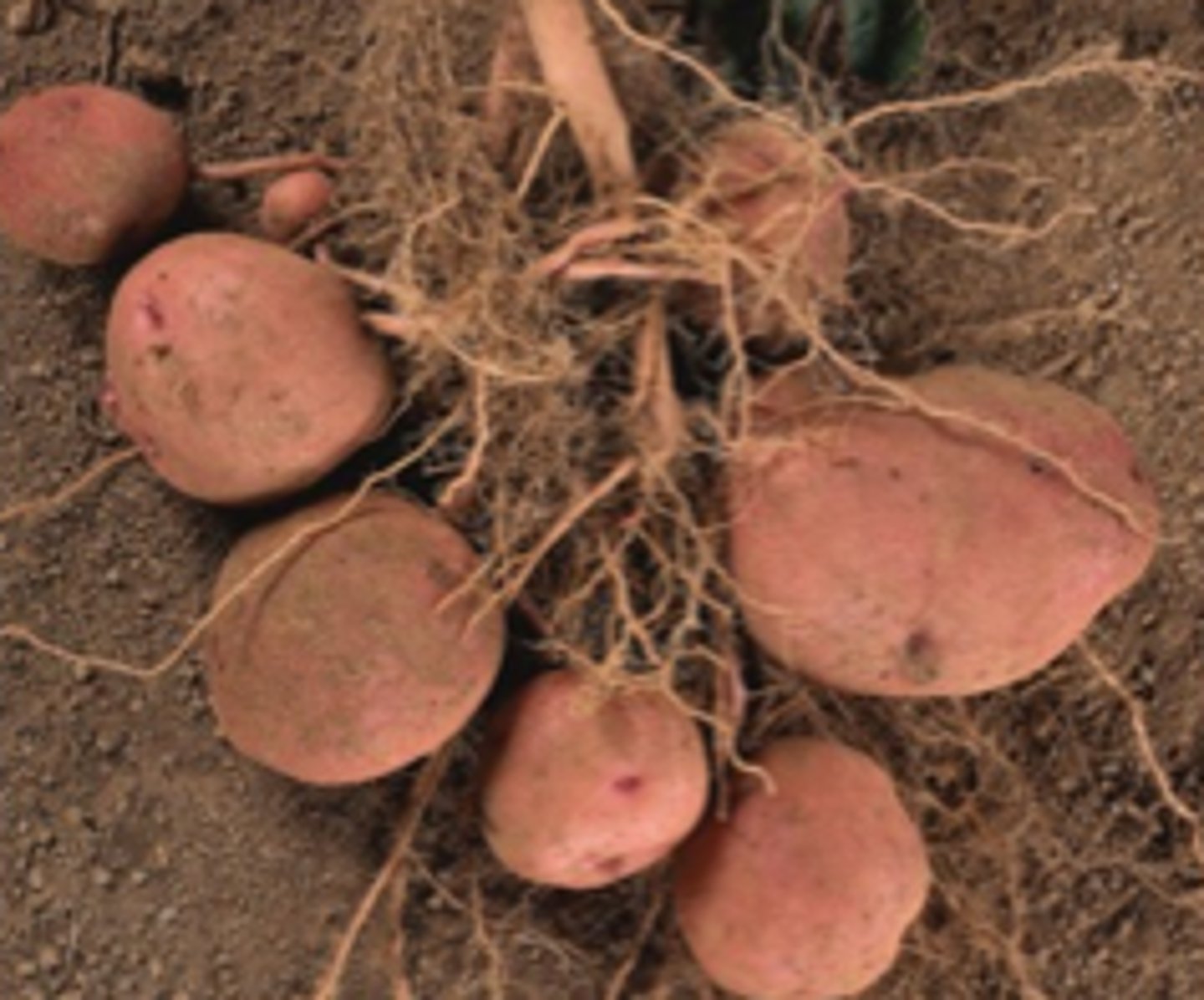 <p>An enlargement at the end of a rhizome in which food is stored.</p>