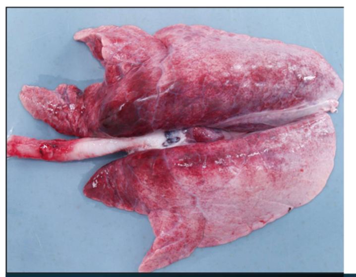 <ol><li><p><strong>Species and organ- </strong>pig lung</p></li><li><p><strong>Compulsory inspection-</strong>visual</p></li><li><p><strong>Describe the lesion- </strong>intralung lesions, trachea infected, diffuse, modal, dark</p></li><li><p><strong>Potential diagnosis- </strong>bloodsplashing</p><ol><li><p>Hemorrhages in lung, muscle, and other organs</p></li><li><p>Seen in sheep and pigs- associated with electrical stunning</p><ol><li><p>Keep amperage constant and adjust voltage to pig size/weight</p></li></ol></li></ol></li><li><p><strong>Judgement including ABP category</strong></p></li></ol><p></p>