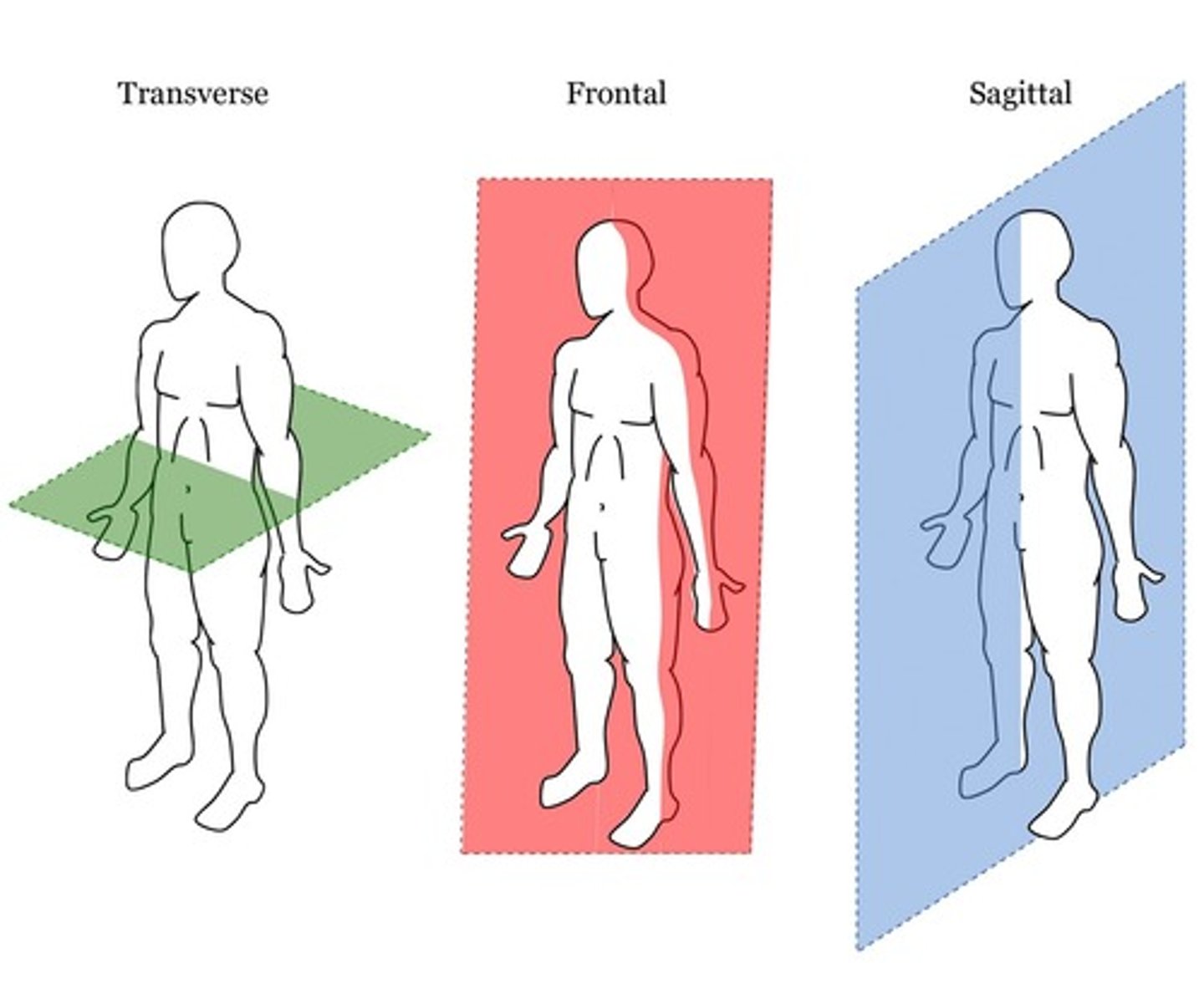 <p>Sagittal, frontal, and transverse planes which helps describe location and movements</p>