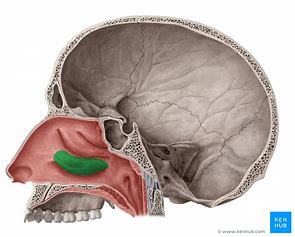<p>What bone structure is the highlighted area?</p>