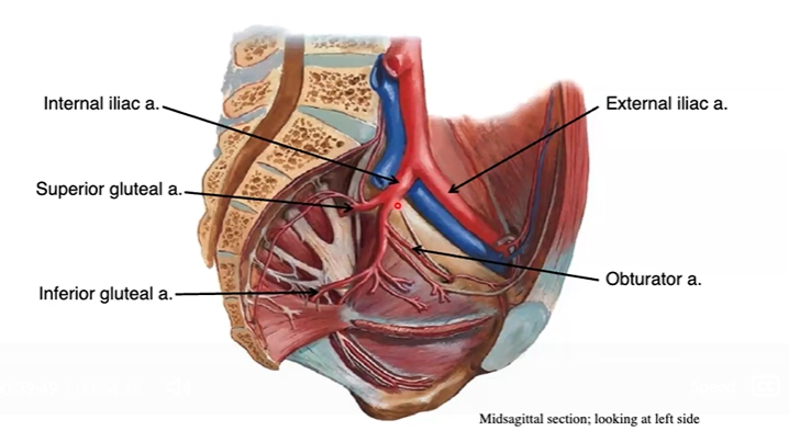 <ul><li><p>obturator artery</p></li><li><p>superior gluteal artery</p></li><li><p>inferior gluteal artery</p></li></ul><p></p>