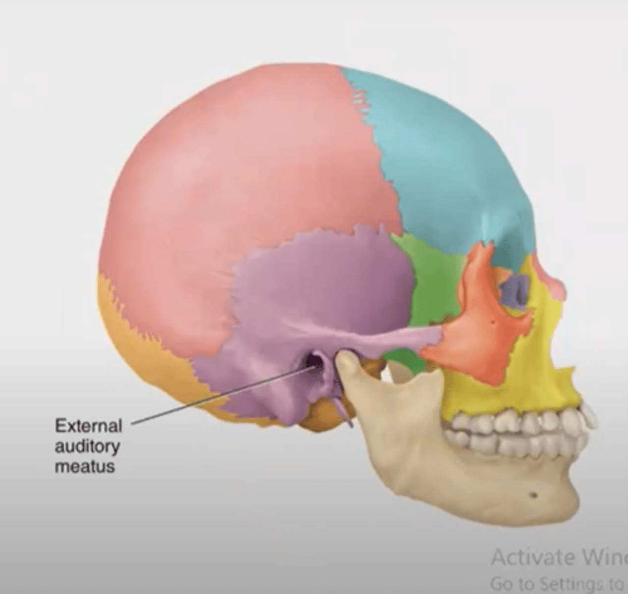 <p>passageway for nerves and blood vessels</p>