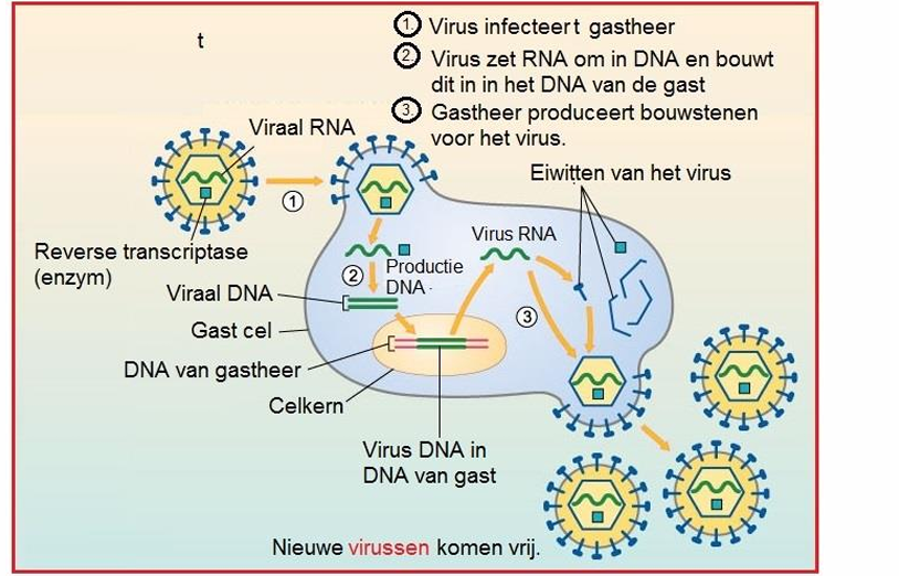 <ul><li><p>zich hecht aan de CD4-receptoren van de gastheercel </p></li><li><p>enkelstrengs-RNA in de gastheercel af</p></li><li><p>virale reverse-transcriptase eerst omgezet in viraal enkelstrengs-DNA,in viraal dubbelstrengs-DNA </p></li><li><p> virale integrase ingebouwd in het CD4+ DNA (in samenwerking met bepaalde cofactoren van de gastheercel) </p></li><li><p> latent gedragen (en niet door het immuunsysteem worden ontdekt) </p></li><li><p>getranscribeerd (door enzymen van de gastheercel zoals DNA polymerase) en nieuwe RNA virusgenomen en virale eiwitten produceren </p></li><li><p>nieuwe HIV partikels die aan de CD4+ celmembraan assembleren, zich afsnoeren en nieuwe cellen kunnen besmetten</p></li></ul><p></p>