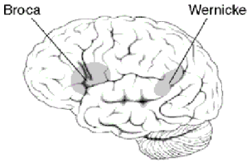 <ul><li><p>aphasia is a disorder that results from damage to portions of the brain that are responsible for language </p></li><li><p>double dissociation between Broca’s and Wernicke’s aphasia </p></li></ul><p></p>