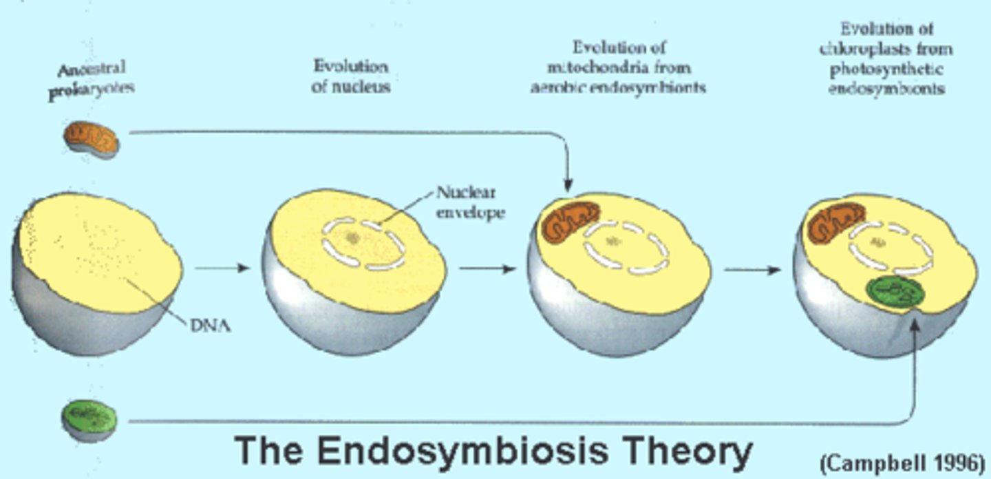 <p>The theory is that a prokaryotic cell that could only respire/photosynthesize was engulfed by another prokaryotic cell and was allowed to survive<br>resulting in becoming mitochondria or chloroplast<br>- Prokaryotic engulfs -&gt; mitochondria and chloroplast<br>- Bacteria 1: used oxygen to produce energy = Mitochondria<br>- Bacteria 2: used sunlight energy to produce food = Chloroplast<br>- Mitochondria developed before chloroplast<br>- Similar DNA to prokaryotic DNA</p>