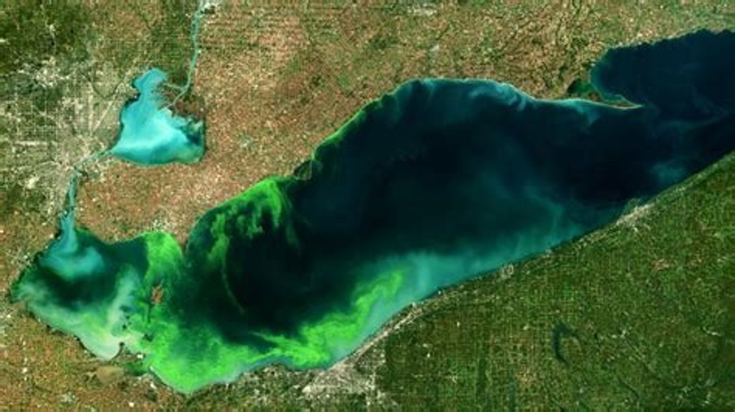 <p>Describes a lake with a high level of nutrient productivity</p>