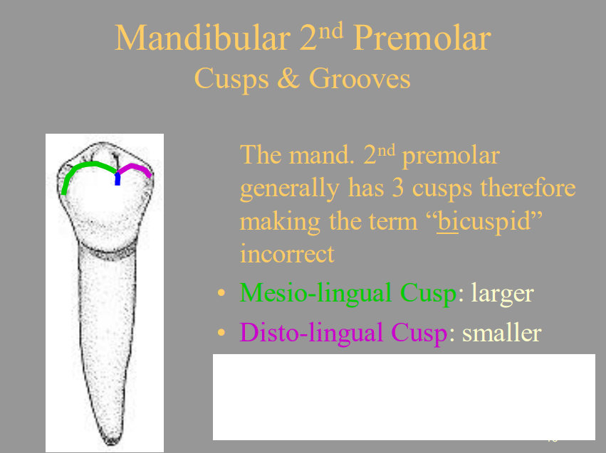 <p>B) Mesio-lingual Cusp</p>