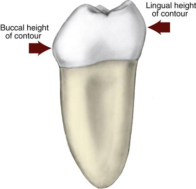 <p>The greatest elevation of the tooth either incisocervically or occlusocervically on a specific surface of the crown.</p>