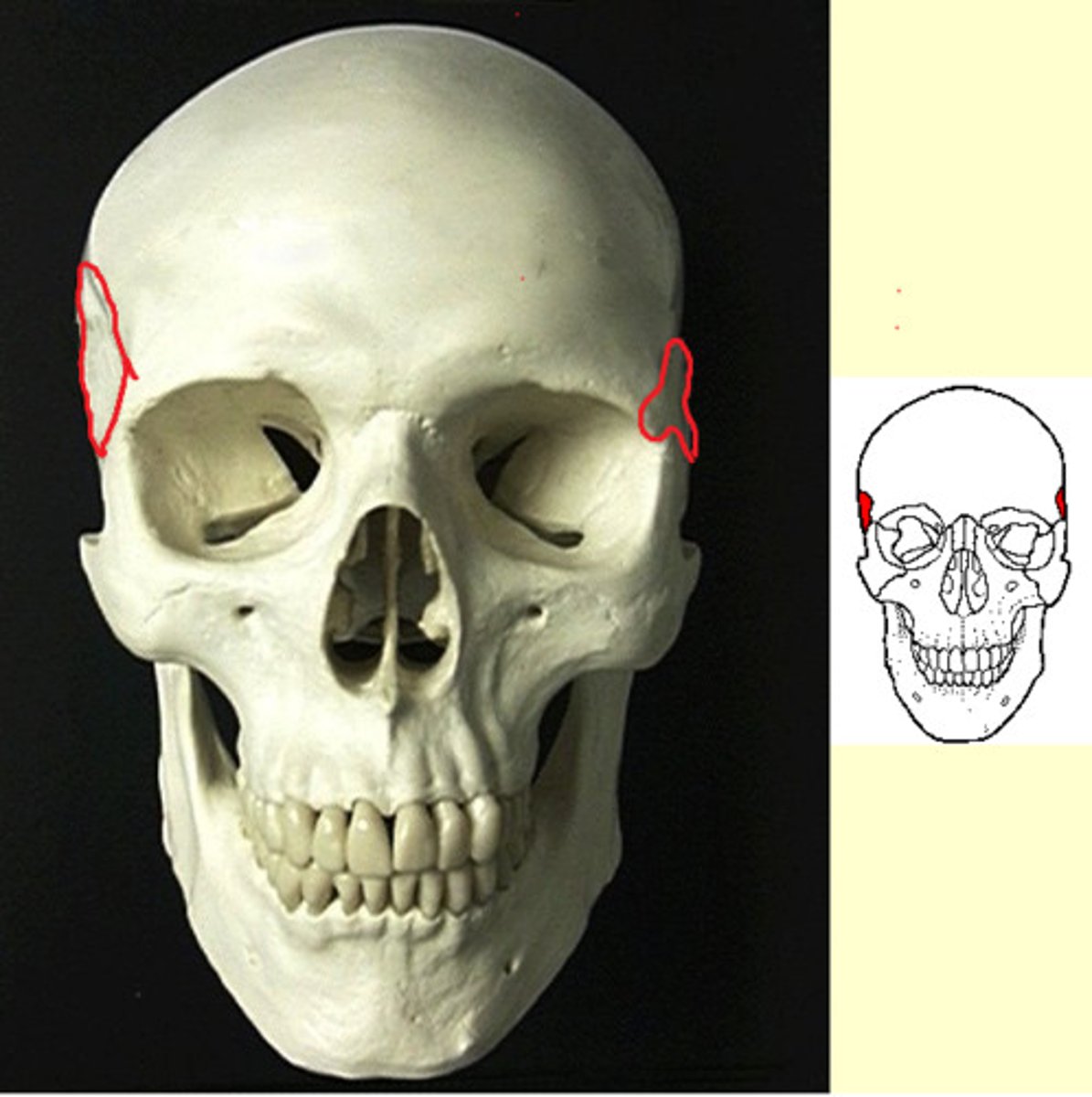 knowt flashcard image