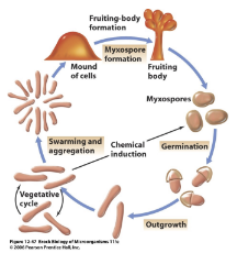 <p><strong>They glide on surfaces, form fruiting bodies, and have a complex lifecycle including myxospores.</strong></p><p><span style="color: green;"><strong>e.g <em>Myxococcus Xanthus</em></strong></span></p><p><span style="color: green;"><strong><em>Chondromyces crocatus</em></strong></span></p>