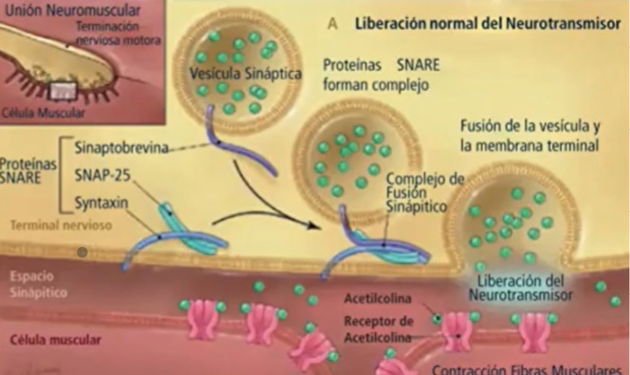 <p>Mecanismo de la liberación de la ACh/Exocitosis de NT dependiente de Ca/Función de la sinaptotagmina:</p>