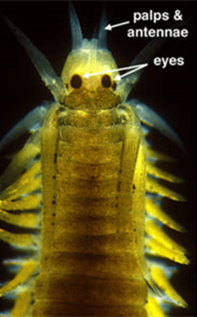 <p>Annelids usually have 2-4 pairs of eyes located on the prostomium. Some even have cuplike (concave) photoreceptors. What is the benefit to this?</p>