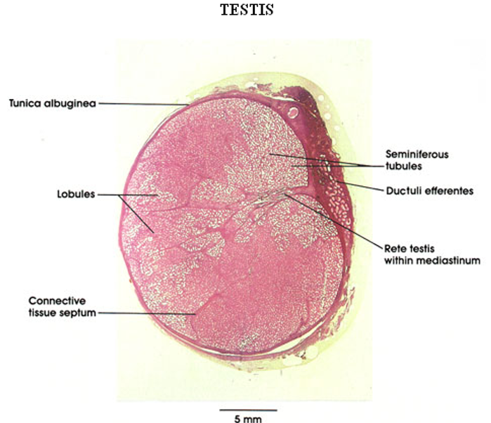 <p>Testis</p>