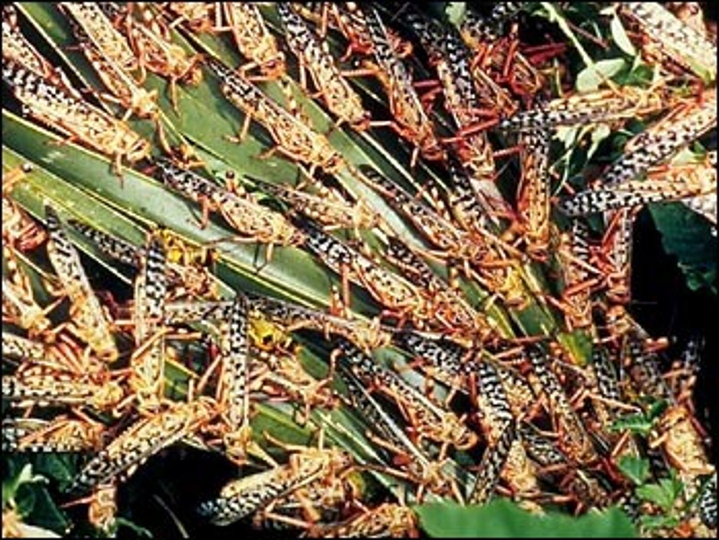 <p>sự phá hoại bởi sâu bệnh</p>