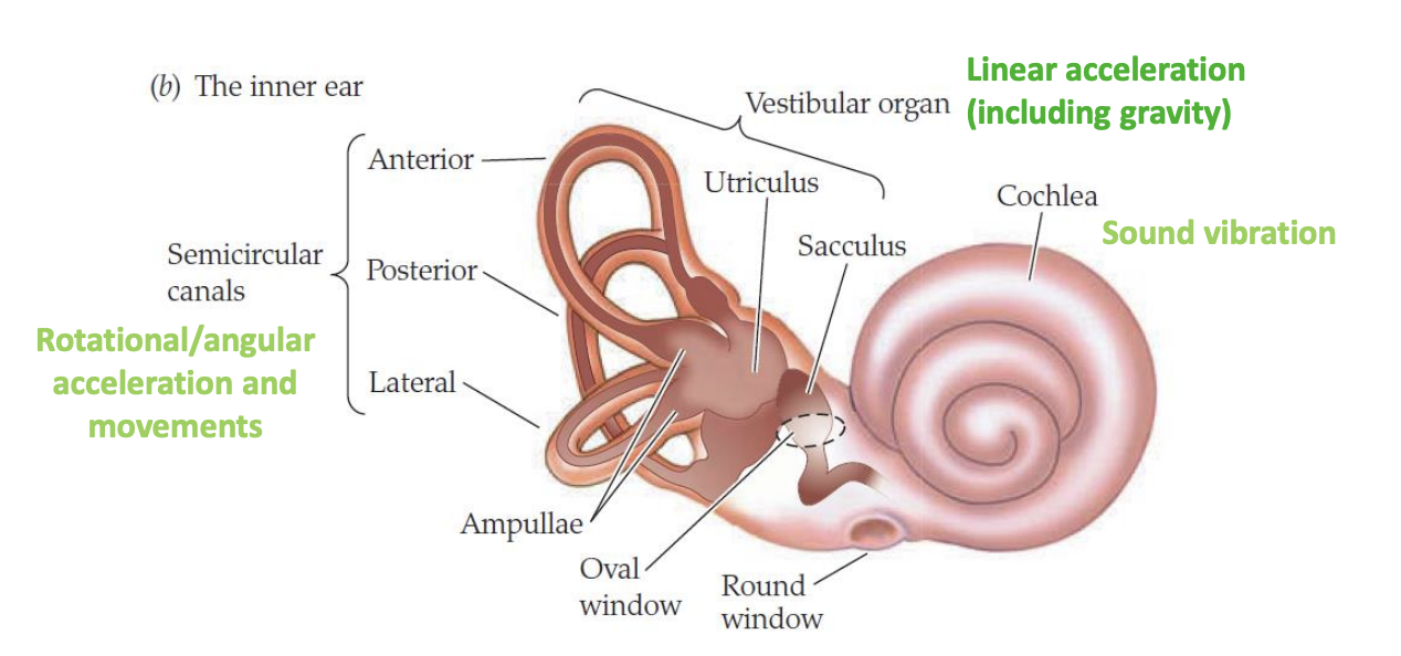 <ol><li><p>Vestibular→ linear acceleration (gravity)</p></li><li><p>Semicircular canals→ rotational/angular acceleration and movements</p></li><li><p>Cochlea→ Sound vibrations</p></li></ol><p></p>