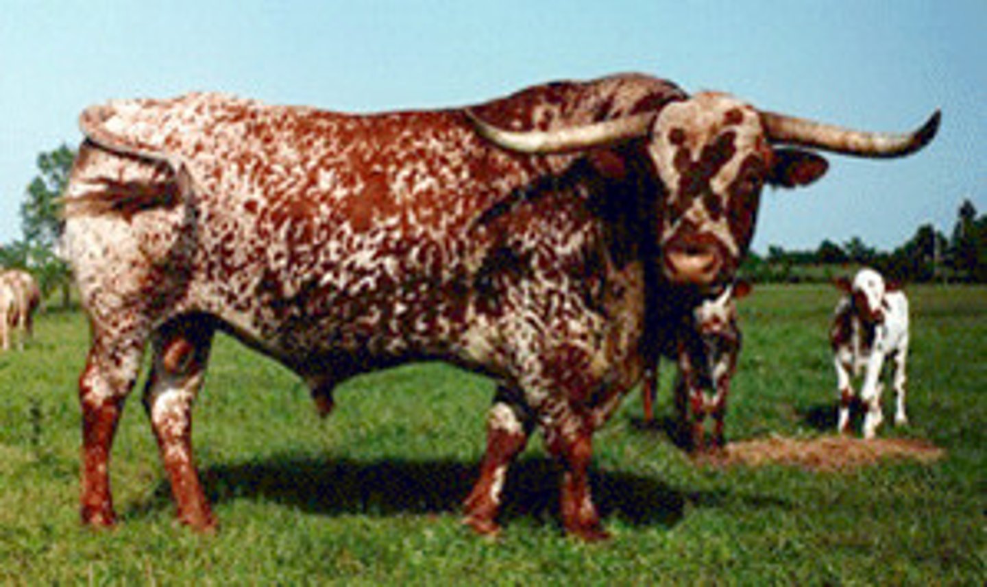 <p>Speciality cattle breed:</p><p>-Spanish descent= descended from cattle brought to America</p><p>-colors vary</p><p>-long horns</p><p>-hardiness, light muscling</p>