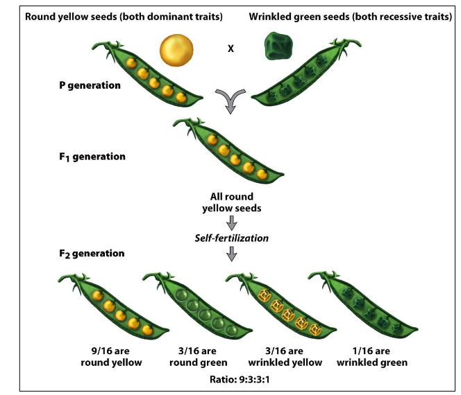 <p>The random separation of parental 'heritable units' during gamete formation.</p>