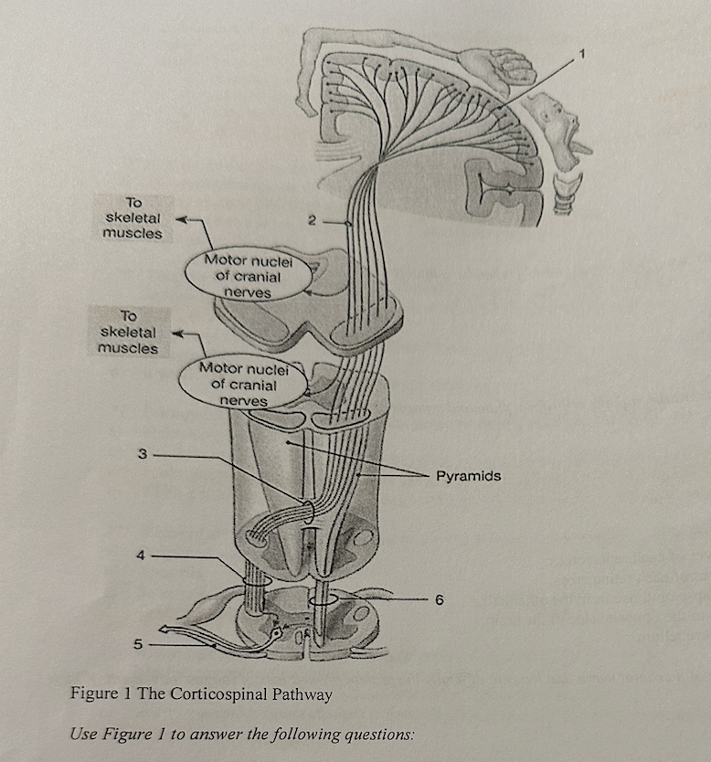 **what occurs in this neural pathway at label “3”** 

a. synapse 

b. communication between sensory and motor neurons 

c. amplification of motor signals 

d. decussation 

e. autonomic reflexes