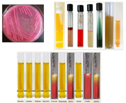 <p>Identify the organism</p>