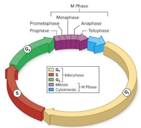 <p><span style="color: purple;"><span>• The</span><strong><span> cell cycle </span></strong><span>divides the life cycle of all cells into stages</span></span></p><p>• <strong>M -Phase</strong> includes each stage of mitosis in which one cell divides into two </p><p>• Separation of replicated DNA</p><p>• Cytokinesis to separate two new cells</p>