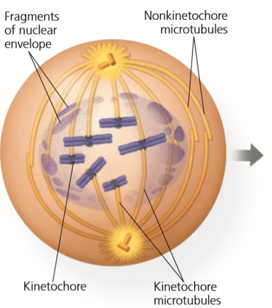 <ul><li><p>Kinetochore forms at the centromere.</p><ul><li><p>Centromere = Middle of the chromosome that connects the two arms of the chromosome</p></li></ul></li><li><p>Some kinetochores attach to centromere while others interact with opposite poles of cell</p></li></ul><p></p>